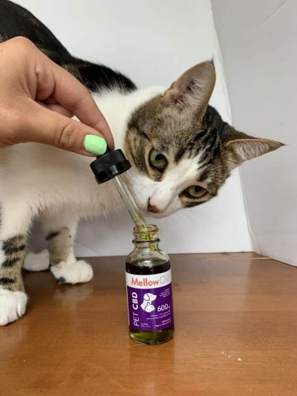 img_1765-e1563009751883-600x800-1